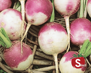 Purple Top White Globe Turnip Seeds
